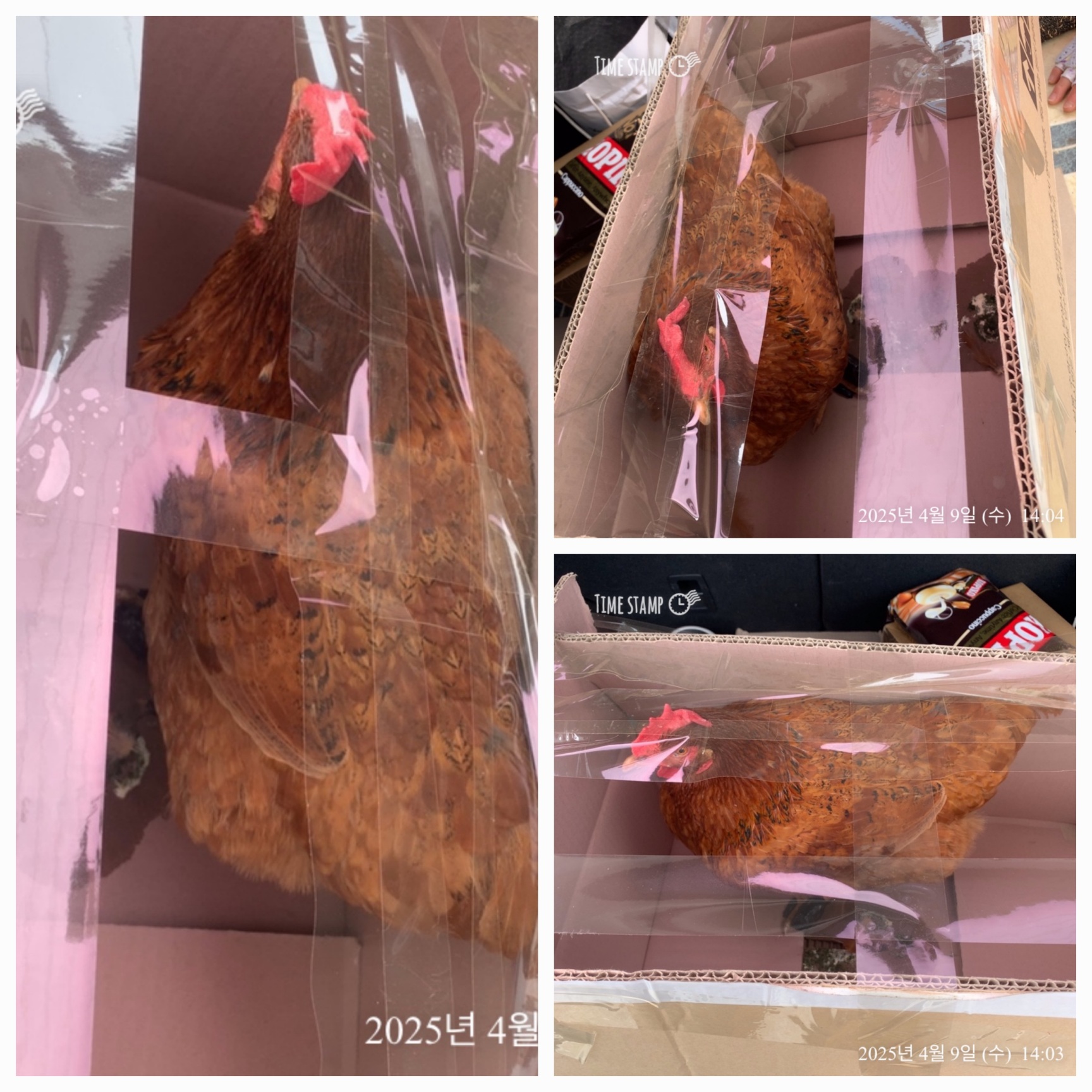 [기타축종] 닭 이미지 파일 입니다.